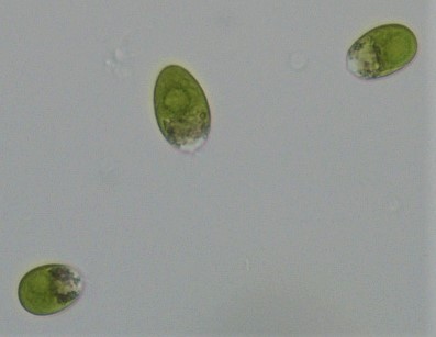 Les microalgues : un potentiel à développer!