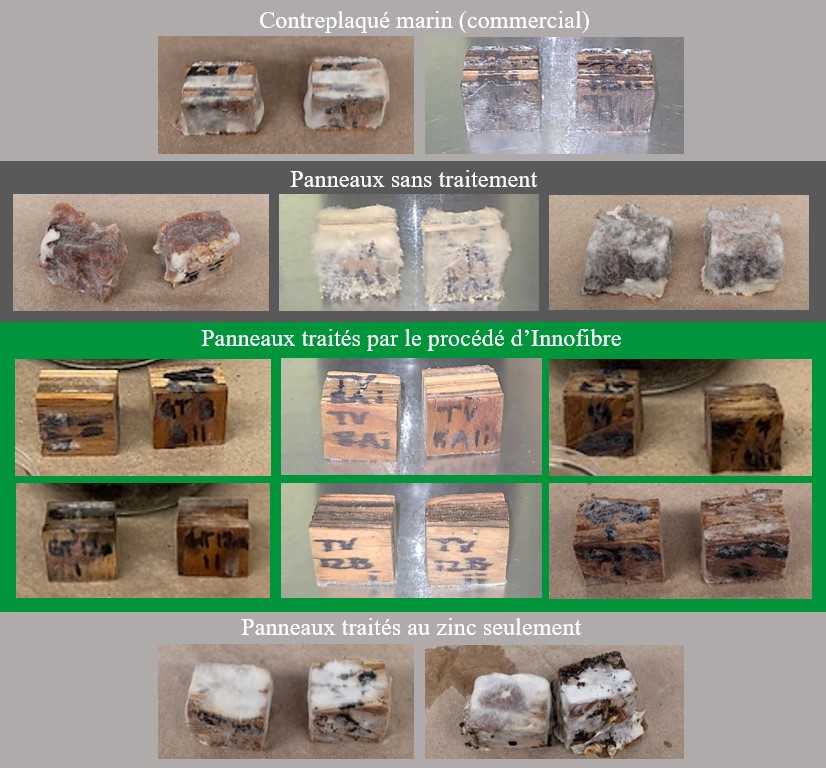 échantillons de panneaux après incubation avec des pourritures