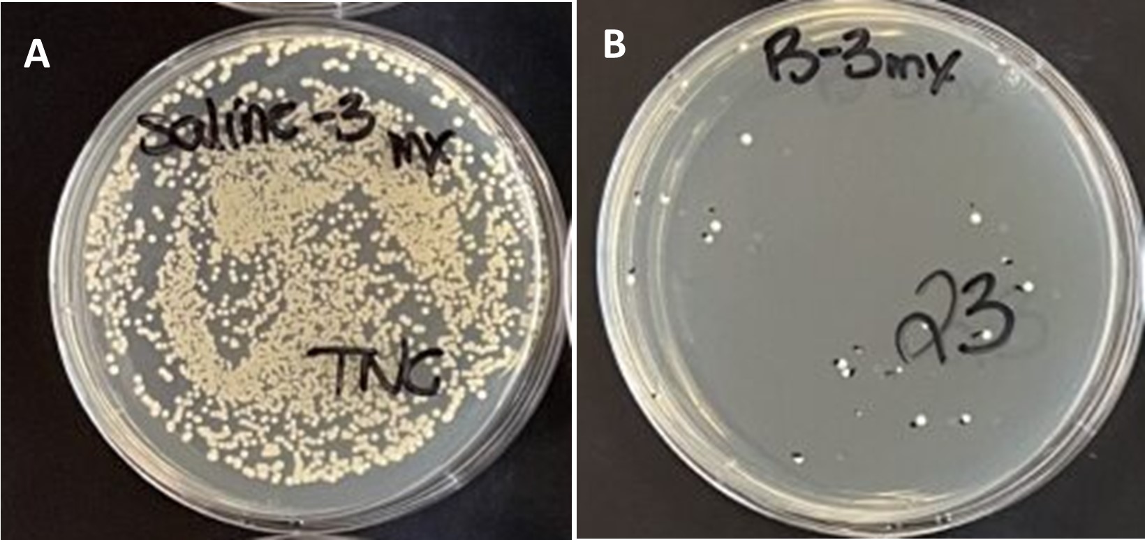 Milieux solides contenant des colonies de bactéries Staphylococcus aureus. (A) Contrôle – contact avec formulation sans extrait antimicrobien et (B) contact avec formulation contenant l’extrait antimicrobien